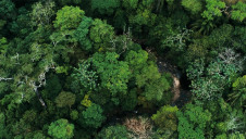 The report's calculations cover temperate and tropical forests